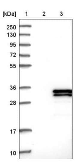 SPATA9 Antibody, Novus Biologicals:Antibodies:Primary Antibodies