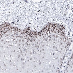 SPATS2 Antibody, Novus Biologicals:Antibodies:Primary Antibodies