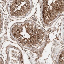 SPDYE4 Antibody, Novus Biologicals:Antibodies:Primary Antibodies