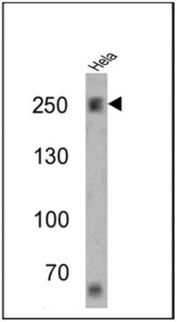 Spectrin beta 1 Antibody (4C3), Novus Biologicals 0.1mL; Unlabeled:Antibodies,
