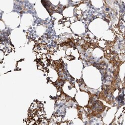 Spectrin alpha 1 Antibody, Novus Biologicals:Antibodies:Primary Antibodies