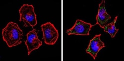 Spectrin beta 1 Antibody (4C3), Novus Biologicals 0.1mL; Unlabeled:Antibodies,