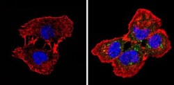 Spectrin beta 1 Antibody (4C3), Novus Biologicals 0.1mL; Unlabeled:Antibodies,