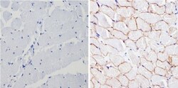 Spectrin beta 1 Antibody (4C3), Novus Biologicals 0.1mL; Unlabeled:Antibodies,