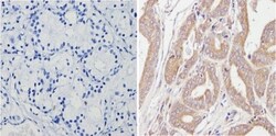 Spectrin beta 1 Antibody (4C3), Novus Biologicals 0.1mL; Unlabeled:Antibodies,