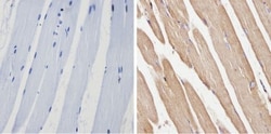 Spectrin beta 1 Antibody (4C3), Novus Biologicals 0.1mL; Unlabeled:Antibodies,