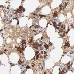 Spectrin beta 1 Antibody, Novus Biologicals 0.1mL; Unlabeled:Antibodies,
