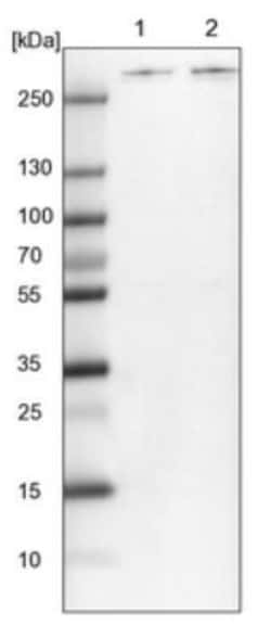 Spectrin beta 2 Antibody, Novus Biologicals:Antibodies:Primary Antibodies
