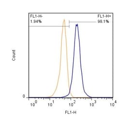 Spectrin beta 3 Antibody (3B1NB) - Azide Free, Novus Biologicals 0.1mg;