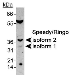 Speedy/Ringo Antibody, Novus Biologicals 0.025 mL | Buy Online | Novus Biologicals | Fisher Scientific