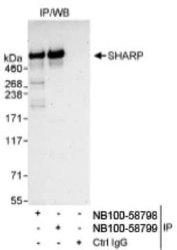 SPEN Antibody, Novus Biologicals 0.1mg; Unlabeled:Antibodies, Polyclonal