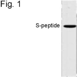 S-Peptide Epitope Tag Antibody (6.2), Novus Biologicals:Antibodies:Primary