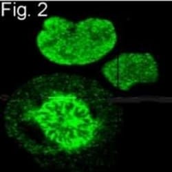 S-Peptide Epitope Tag Antibody (6.2), Novus Biologicals:Antibodies:Primary