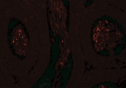 Spermatogensis associated protein 1 Antibody - BSA Free, Novus Biologicals