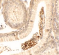 Spermatogensis associated protein 1 Antibody - BSA Free, Novus Biologicals