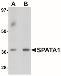 Spermatogensis associated protein 1 Antibody - BSA Free, Novus Biologicals