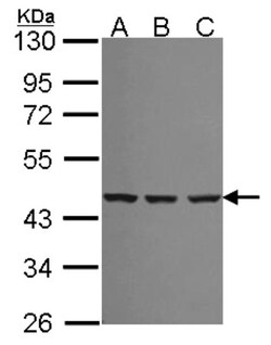 Spermine synthase Antibody, Novus Biologicals 0.1mL; Unlabeled:Antibodies,
