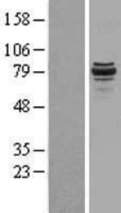Novus Biologicals&trade;&nbsp;SPG20 Overexpression Lysate
