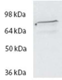 SPG20 Antibody, Novus Biologicals 0.1mg; Unlabeled:Antibodies, Polyclonal