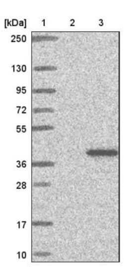 SPG21 Antibody, Novus Biologicals 0.1mL; Unlabeled:Antibodies, Polyclonal