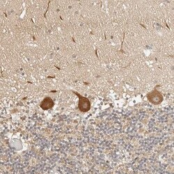 SPG3A Antibody, Novus Biologicals 25 &mu;L; Unlabeled:Antibodies, Polyclonal