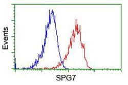 SPG7 Antibody (OTI1C1), Novus Biologicals 0.1mL; Unlabeled:Antibodies,