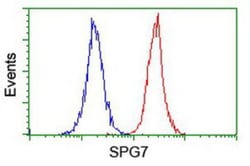 SPG7 Antibody (OTI1C1), Novus Biologicals 0.1mL; Unlabeled:Antibodies,