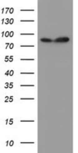 SPG7 Antibody (OTI1C1), Novus Biologicals 0.1mL; Unlabeled:Antibodies,