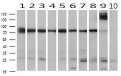 SPG7 Antibody (OTI1C1), Novus Biologicals 0.1mL; Unlabeled:Antibodies,