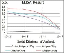 Spi-B Antibody (4G5), Novus Biologicals:Antibodies:Primary Antibodies