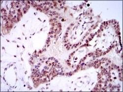 Spi-B Antibody (4G5), Novus Biologicals:Antibodies:Primary Antibodies