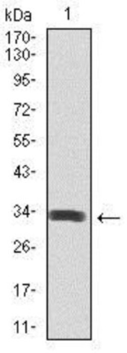 Spi-B Antibody (4G5), Novus Biologicals:Antibodies:Primary Antibodies