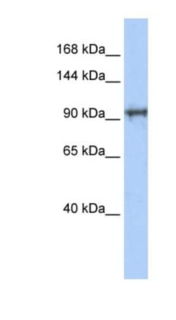 SPICE1 Antibody, Novus Biologicals:Antibodies:Primary Antibodies