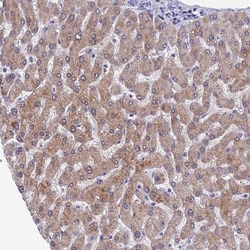 SPIN4 Antibody, Novus Biologicals:Antibodies:Primary Antibodies