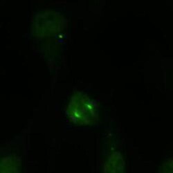 Novus Biologicals Spindle Bipolarism Antibody Pack 2 vials:Antibodies