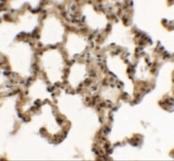 SPINK7 Antibody - BSA Free, Novus Biologicals 0.1mg; Unlabeled:Antibodies,