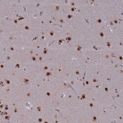 SPIRE1 Antibody, Novus Biologicals:Antibodies:Primary Antibodies