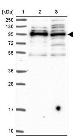 SPIRE1 Antibody, Novus Biologicals:Antibodies:Primary Antibodies