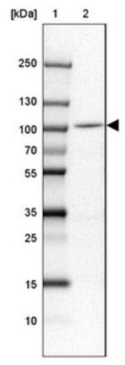 SPIRE1 Antibody, Novus Biologicals:Antibodies:Primary Antibodies