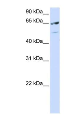 Splicing factor, arginine/serine-rich 11 Antibody, Novus Biologicals 100&mu;L;