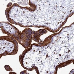 SPNS1 Antibody, Novus Biologicals:Antibodies:Primary Antibodies