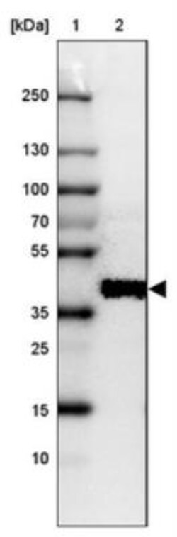SPNS1 Antibody, Novus Biologicals:Antibodies:Primary Antibodies