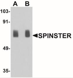 SPNS1 Antibody - BSA Free, Novus Biologicals 0.1mg; Unlabeled:Antibodies,