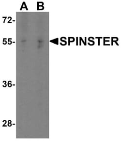 SPNS1 Antibody - BSA Free, Novus Biologicals 0.1mg; Unlabeled:Antibodies,