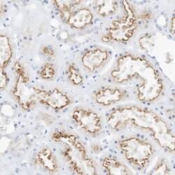SPOCD1 Antibody, Novus Biologicals 0.1mL; Unlabeled:Antibodies, Polyclonal