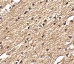 SPRED3 Antibody - BSA Free, Novus Biologicals 0.1mg; Unlabeled:Antibodies,