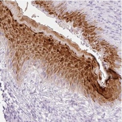 SPRR4 Antibody, Novus Biologicals:Antibodies:Primary Antibodies