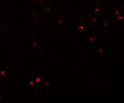 SPRYD3 Antibody - BSA Free, Novus Biologicals 0.1mg; Unlabeled:Antibodies,