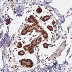 Spt6 Antibody, Novus Biologicals 0.1mL; Unlabeled:Antibodies, Polyclonal
