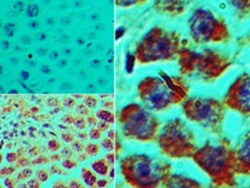 SPZ1 Antibody, Novus Biologicals 0.025mg; Unlabeled:Antibodies, Polyclonal
